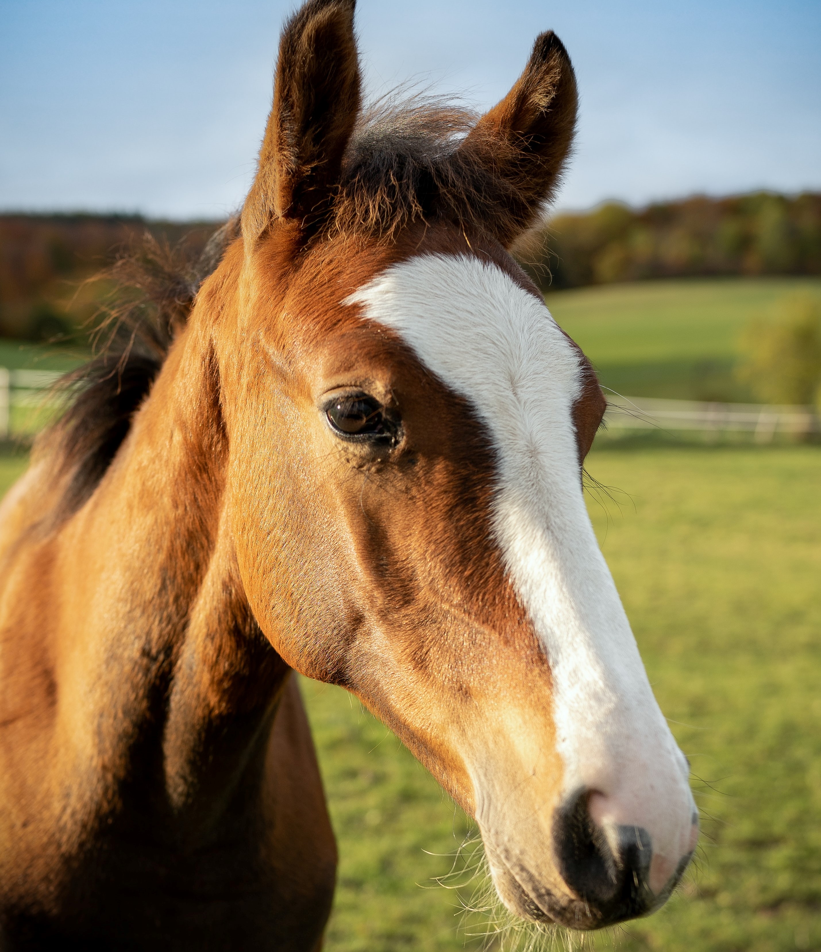 caballo