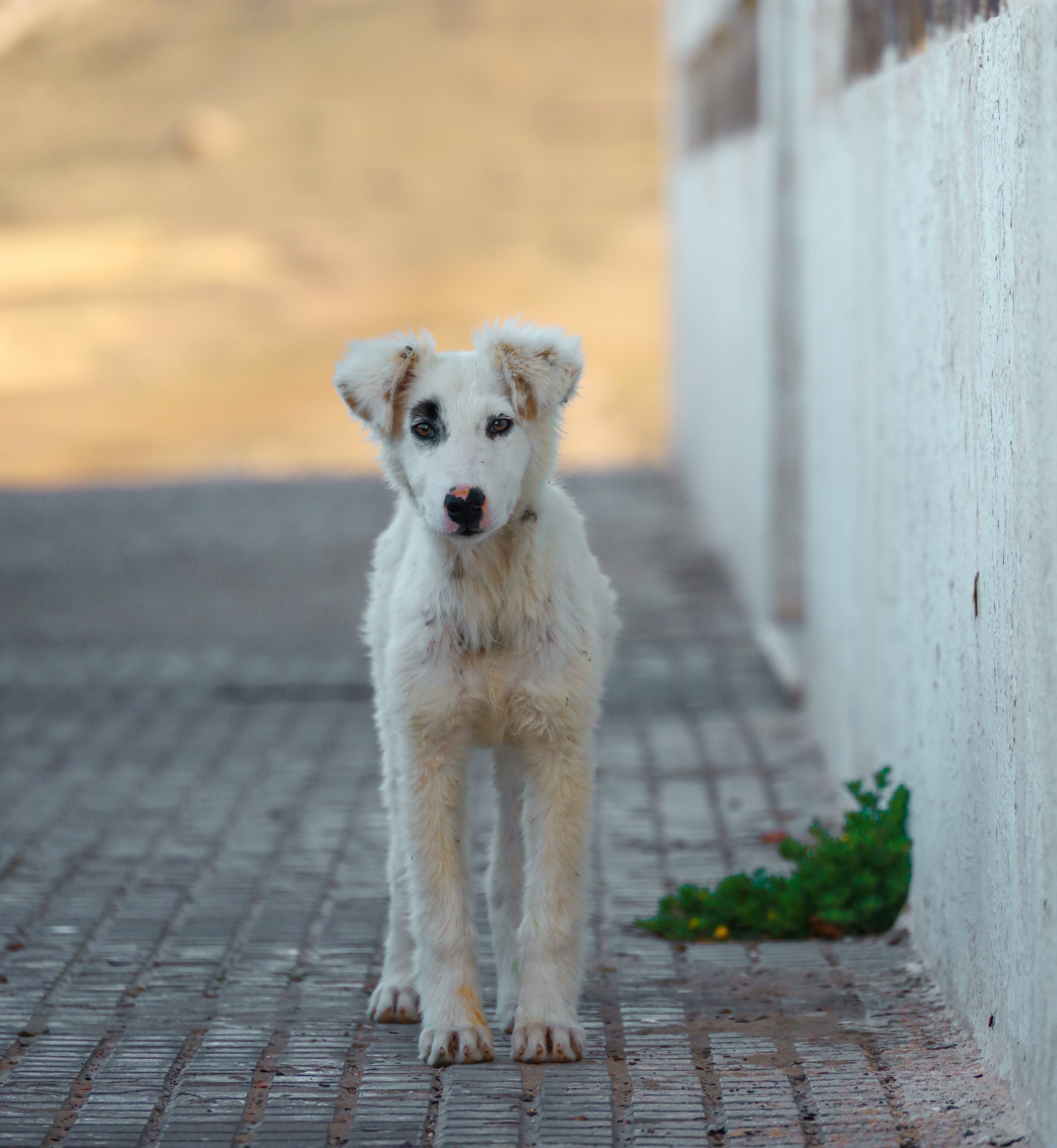 cachorro-blanco