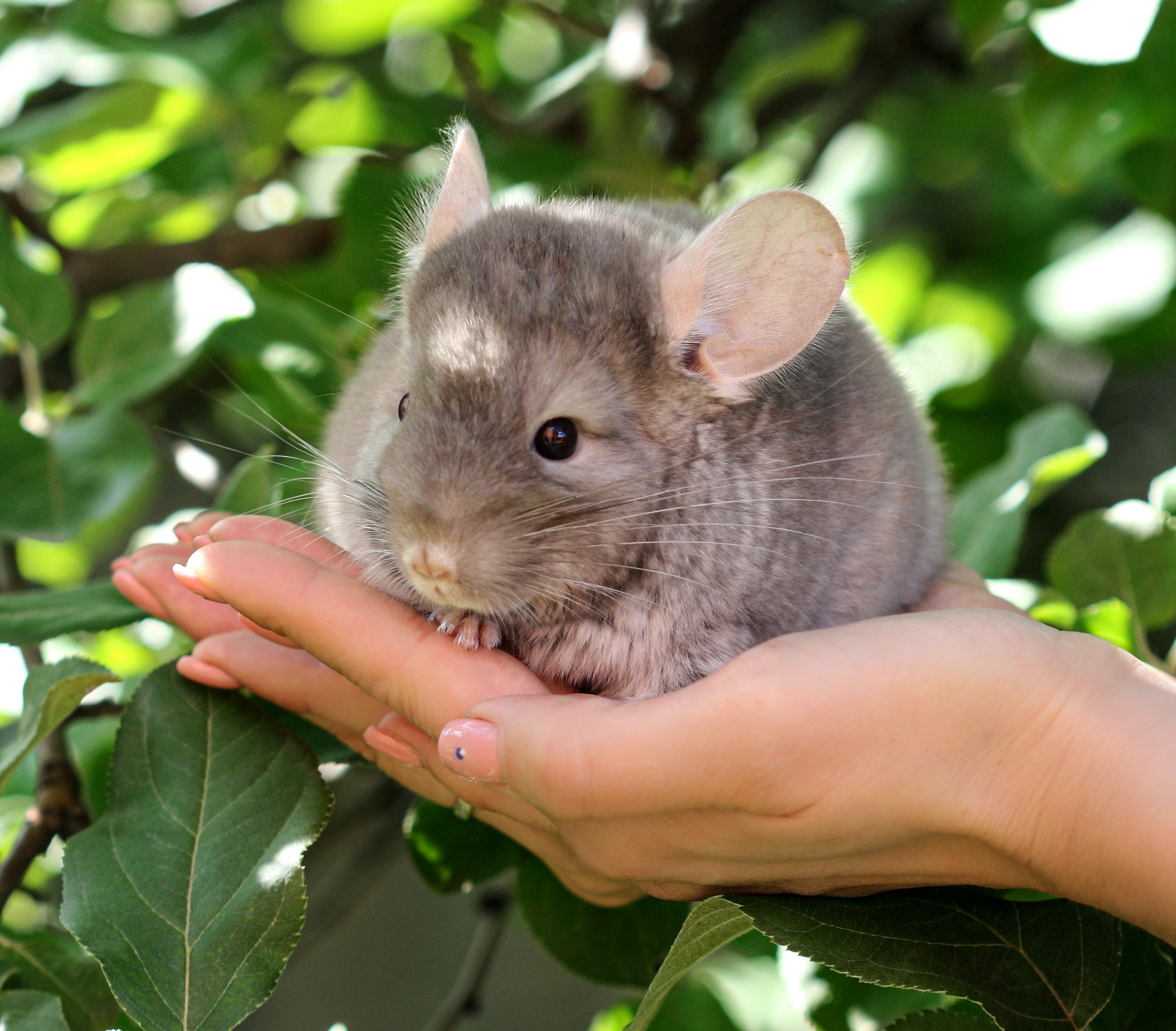 chinchilla