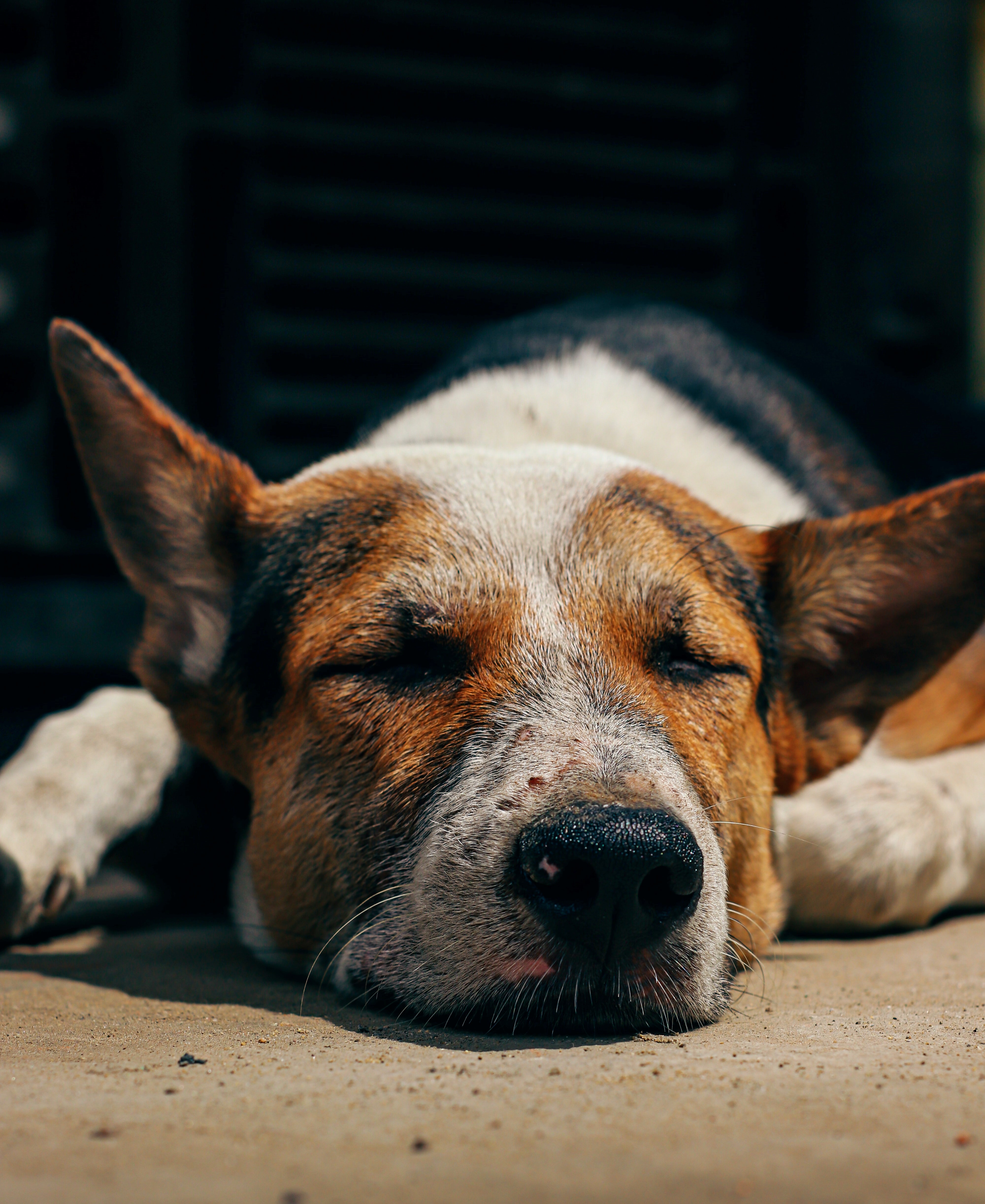 mancha-duerme