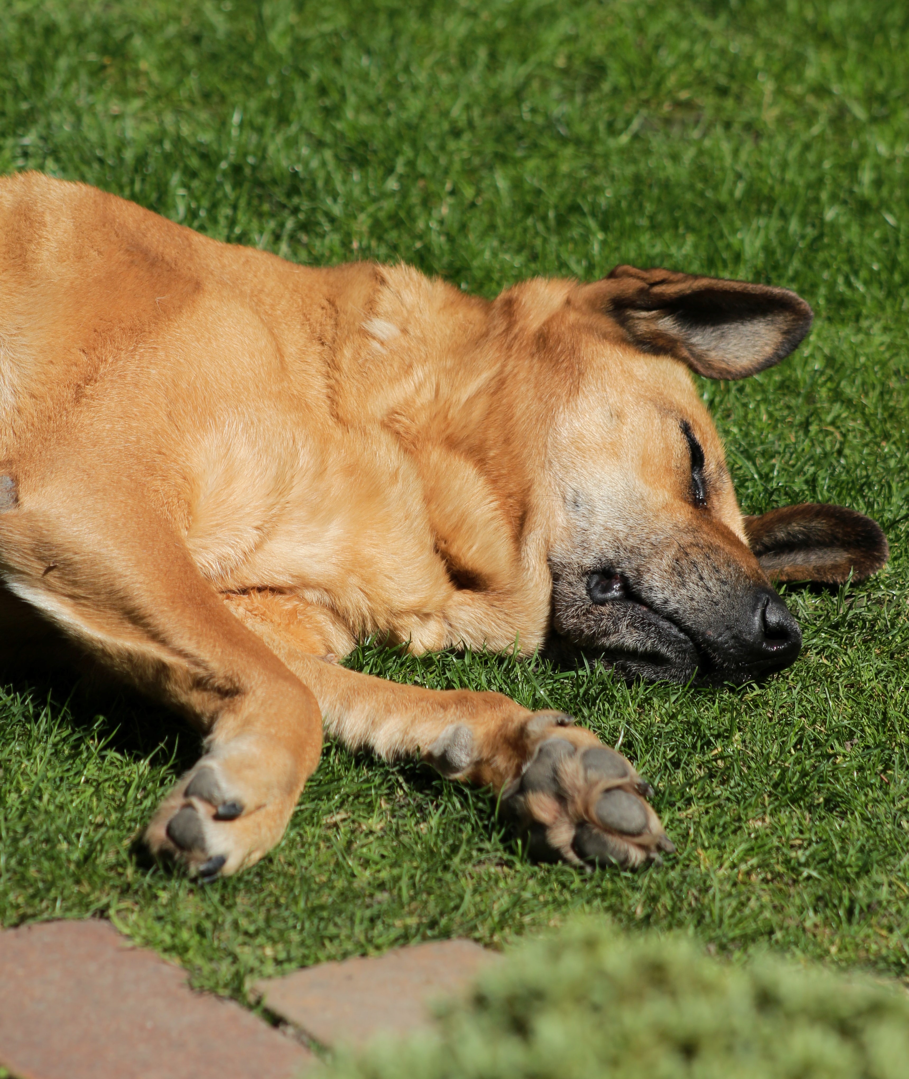 perro-duerme