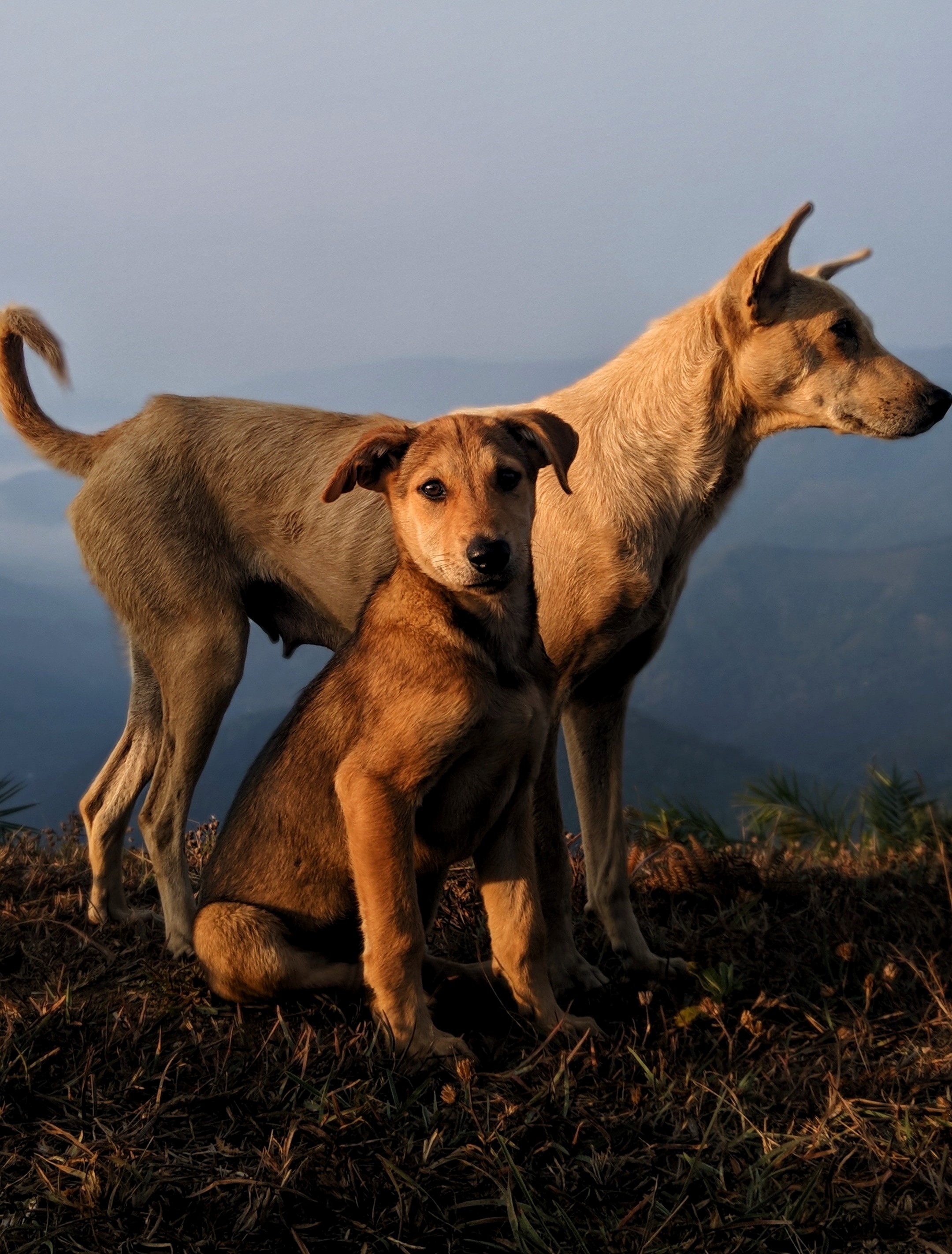 perros